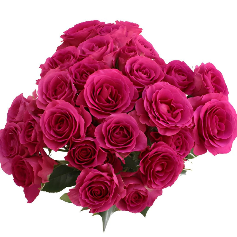 Buy Wholesale Raspberry Fuchsia Spray Rose in Bulk - FiftyFlowers