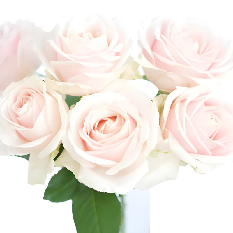 Buy Wholesale Pink Flush Rose in Bulk - FiftyFlowers