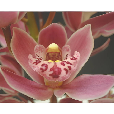 Exotic Rose Mini Cymbidium Orchid