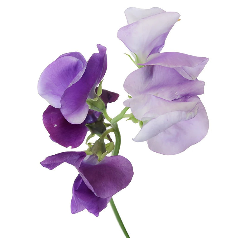 Purple Sweet Pea Flower