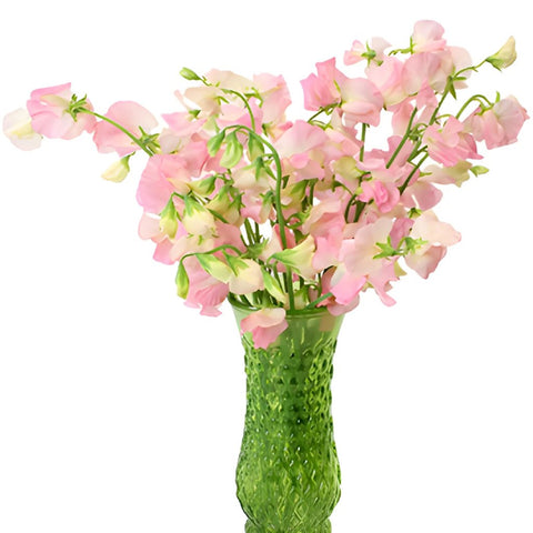 Sweet Peas Light Pink Flower