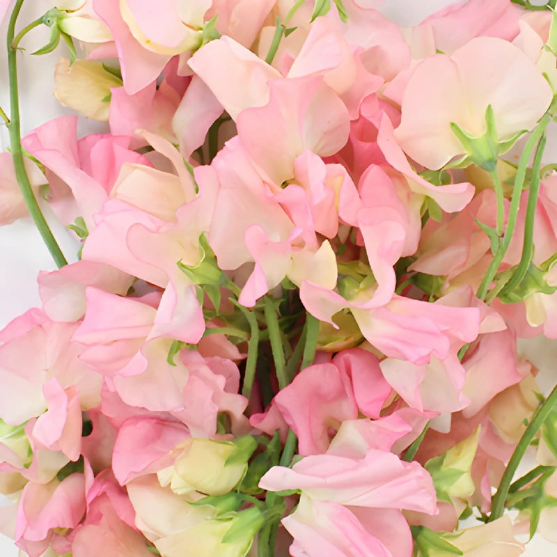 Sweet Peas Light Pink Flower