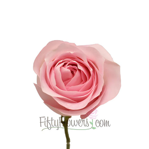 Sweet Akito Light Pink Rose