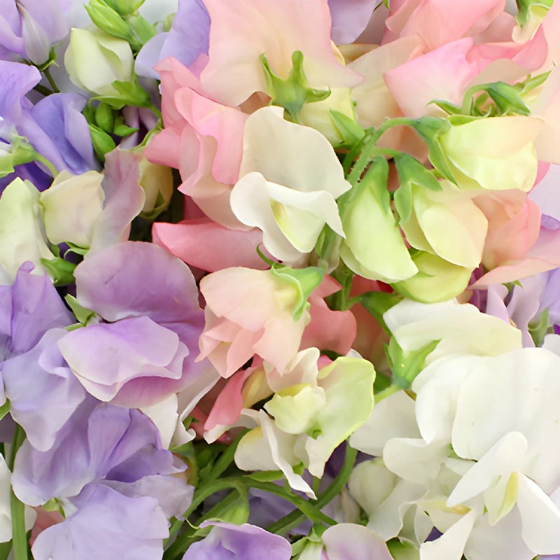 Sweet Pea Flowers for DIY Weddings
