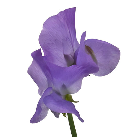 Lavender Flower Sweet Pea