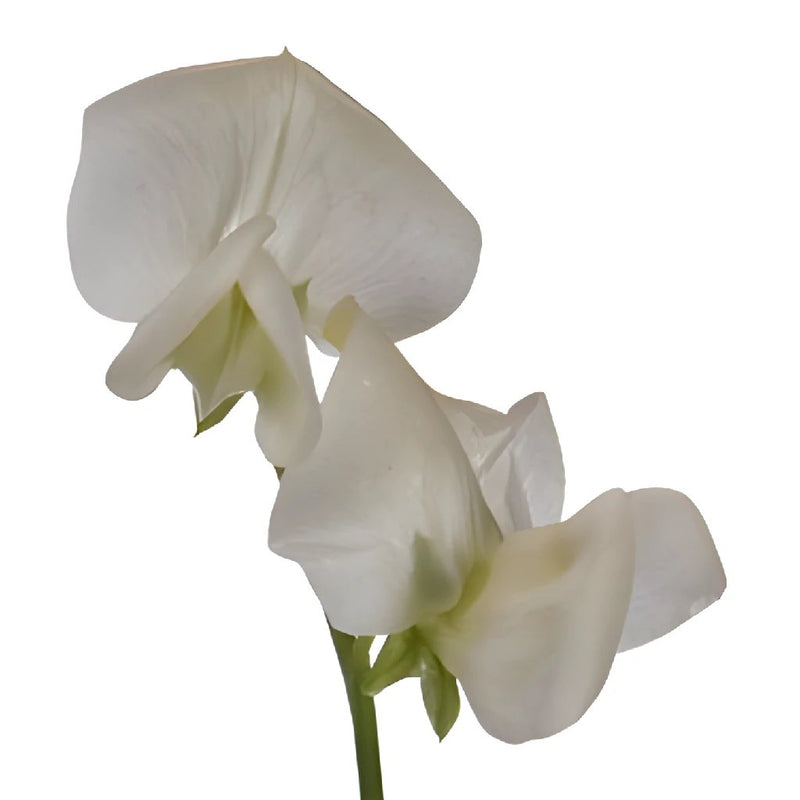 Sweet Pea White Flower