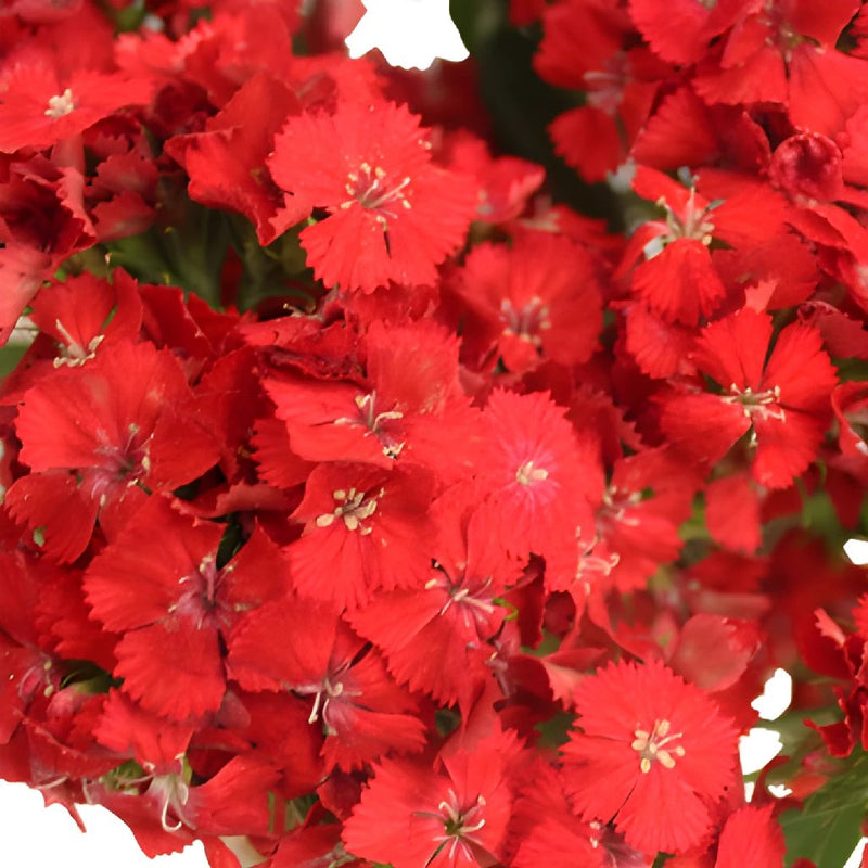 Sweet William Red Flowers