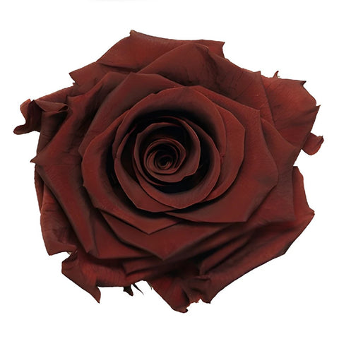 Preserved Garnet Red Rose