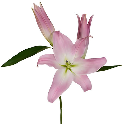Flower Girl Pink Oriental Lily