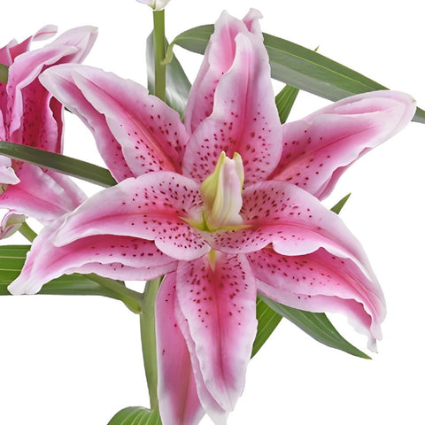 Double Bloom Watermelon Lily