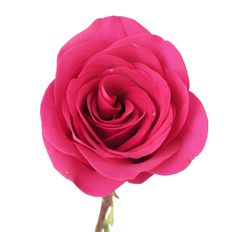 Raspberry Pout Rose