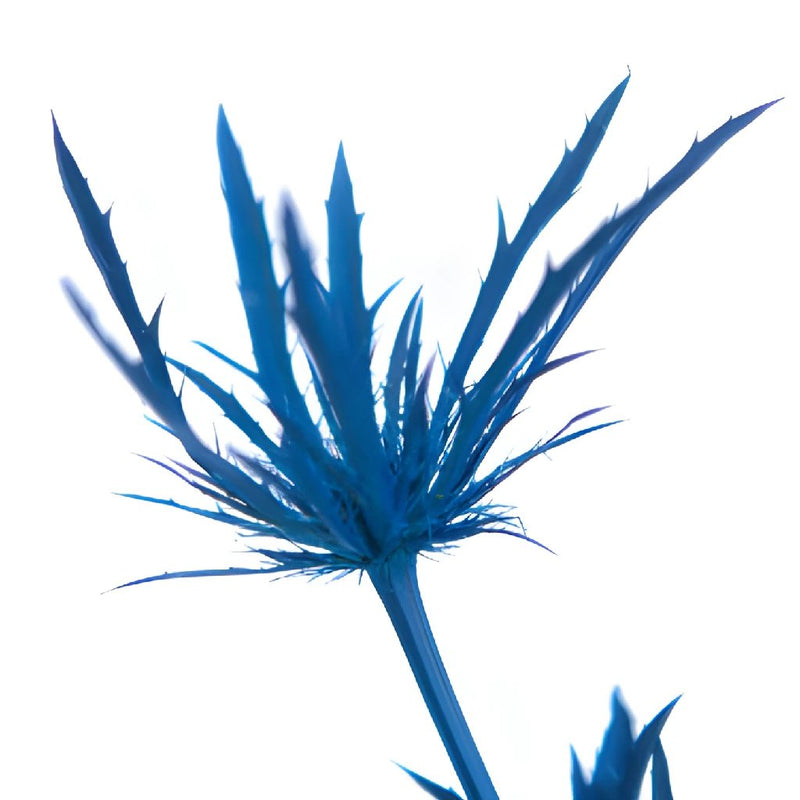 Deep Blue Thistle Flower Tinted