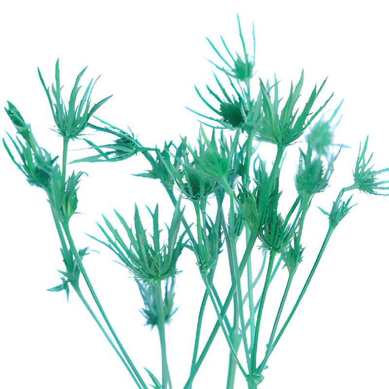 Thistle Pine Green Flower