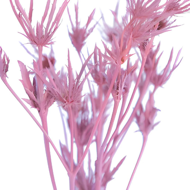 Medium Pink Tinted Thistle Flower