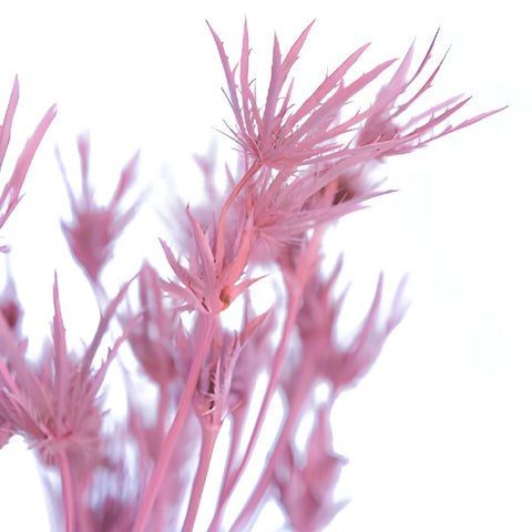 Medium Pink Tinted Thistle Flower