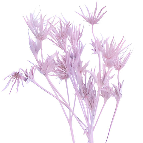 Pink Tinted Thistle Flower