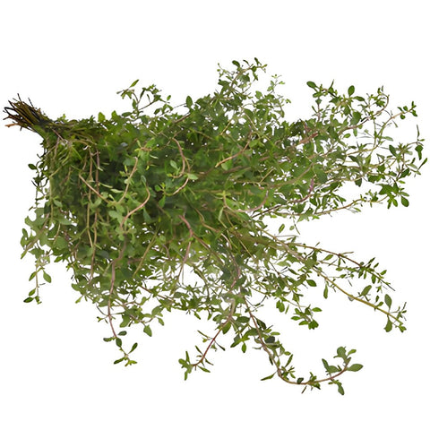 Fresh Cut Bulk Thyme Herb