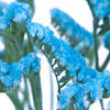 Statice Flower Malibu Blue Tinted