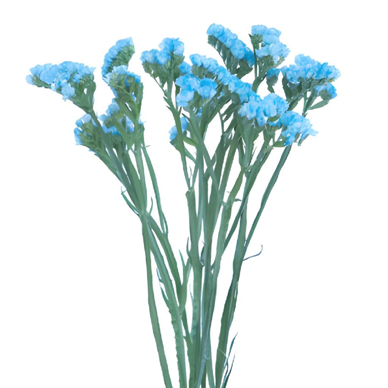 Statice Flower Malibu Blue Tinted