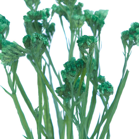 Statice Filler Flower Tinted Emerald Green