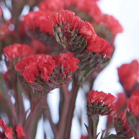 Statice Filler Flower Tinted Red
