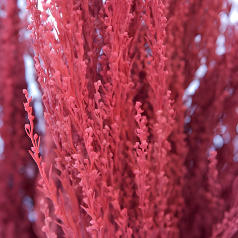 Red Airbrushed Sage