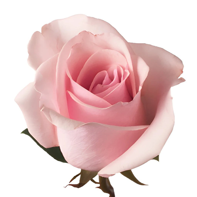 Titanic Light Pink Rose Stem