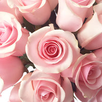 Titanic Light Pink Roses up close