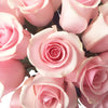 Titanic Light Pink Rose