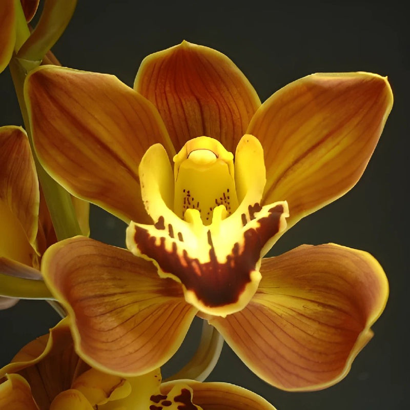 Mini Cymbidium Orchids Amber Brown