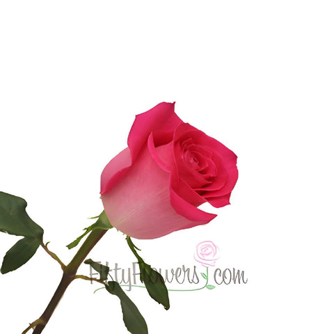 Topaz Hot Pink Rose