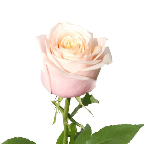 Toscanini Cream with Light Pink Rose