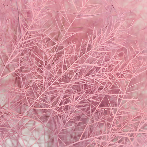 Whimsical Pink Airbrushed Tree Fern Greenery