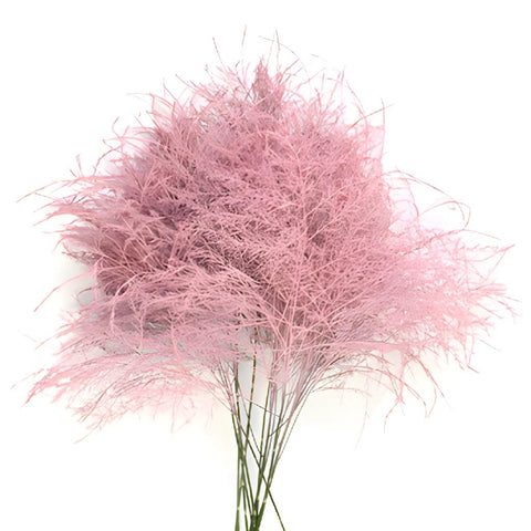 Wholesale greenery pink tree fern filler flowers sold as bulk