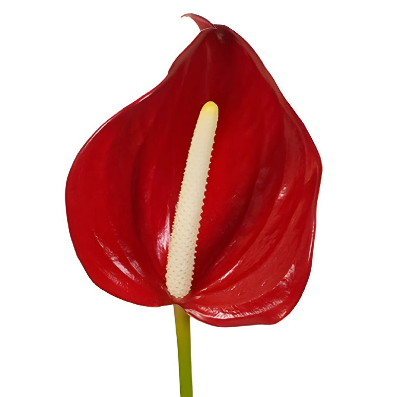 Decadent Red Designer Anthurium Flower