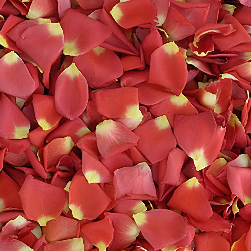 Tropical Wedding Dried Rose Petals