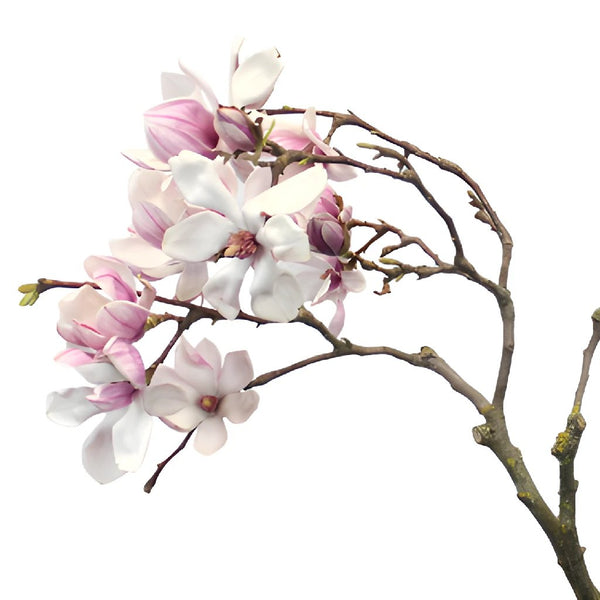 Blooming Pink Peach Blossom Branches 