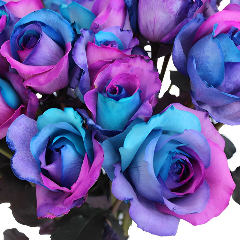Turquoise, Pink and Purple Rainbow Roses