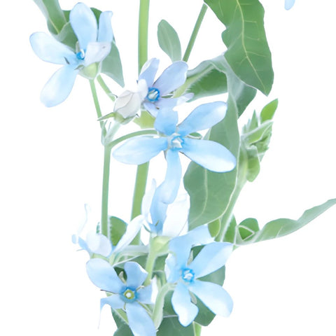 Tweedia Flower Light Blue