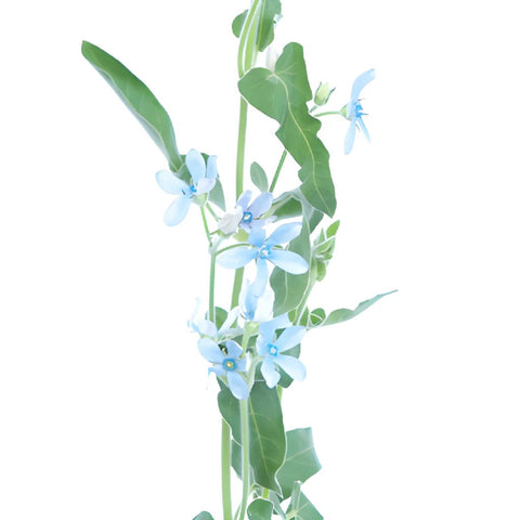 Tweedia Flower Light Blue