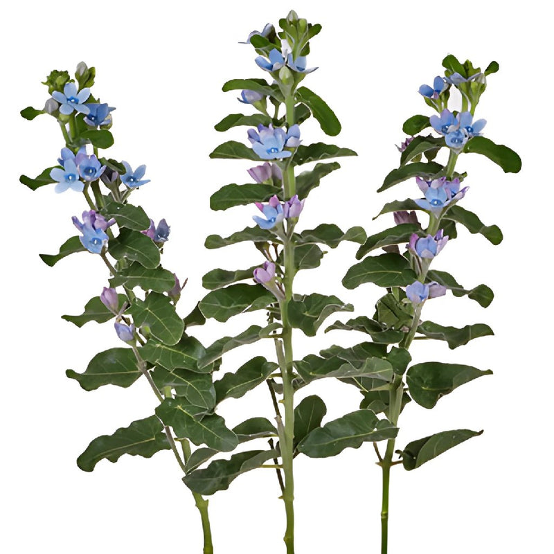 Soft Blue Designer Tweedia Flower