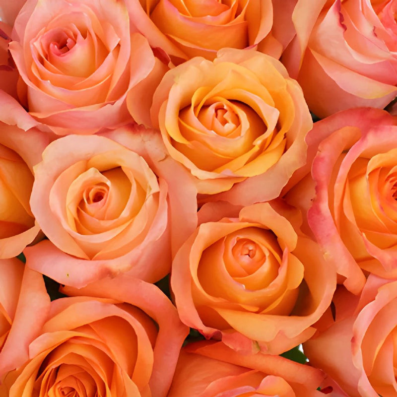 Buy Wholesale Twilight Light Orange Rose in Bulk - FiftyFlowers