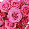 Twinkle Bride Pink Mini Rose