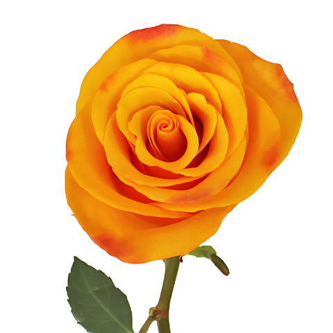 Buy Wholesale Orange Crush Rose in Bulk - FiftyFlowers