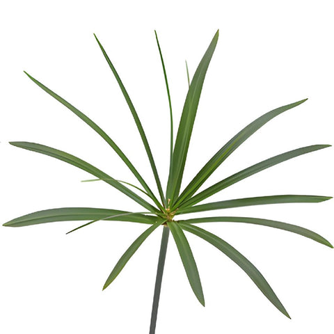 Single stem of umbrella palm leaves fresh cut greenery