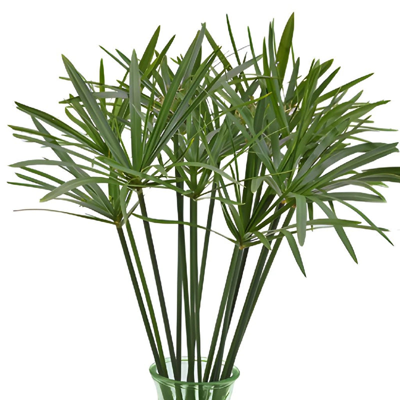 Wholesale greenery umbrella palm leaves sold as bulk