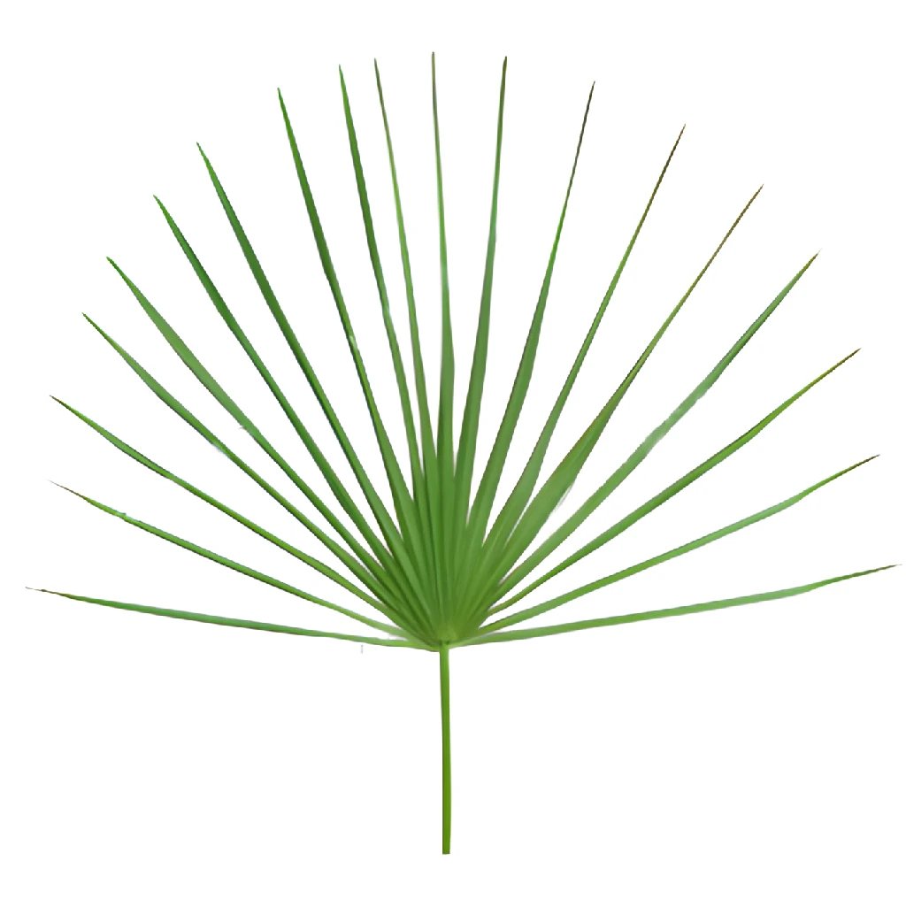 Buy Wholesale Palmetto Fans Green Bulk Filler in Bulk - FiftyFlowers