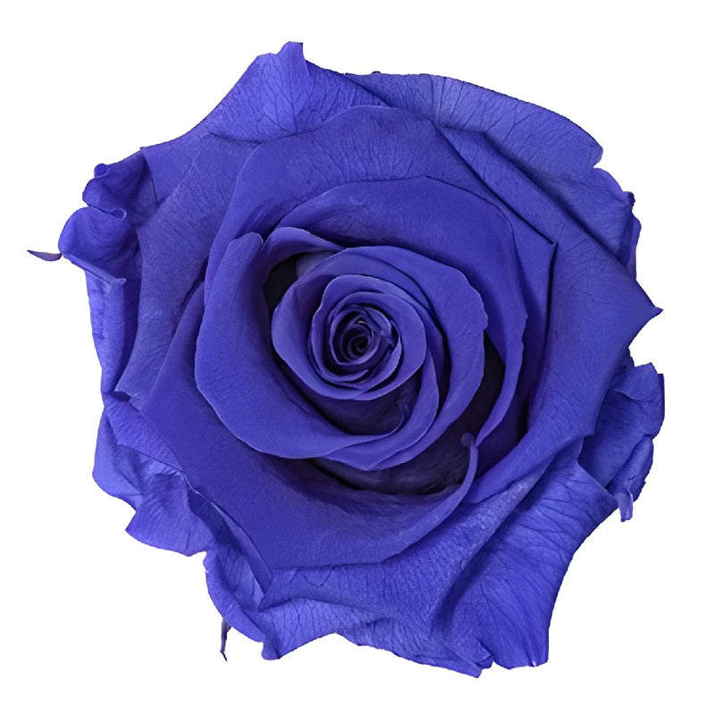 Preserved Violet Vine Rose