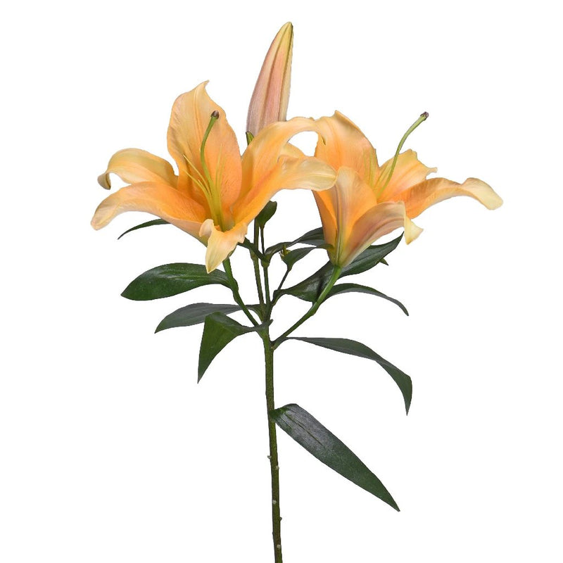 Golden Orange Hybrid Lily