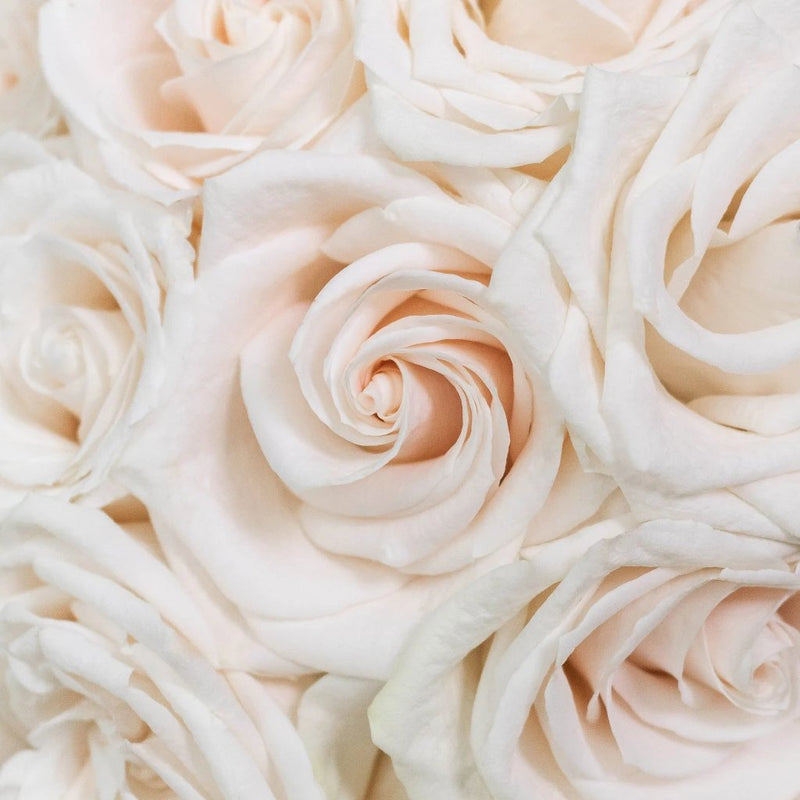 Vendela White Roses Up Close